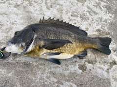 クロダイの釣果