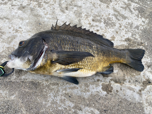 クロダイの釣果