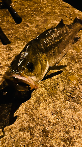 スズキの釣果