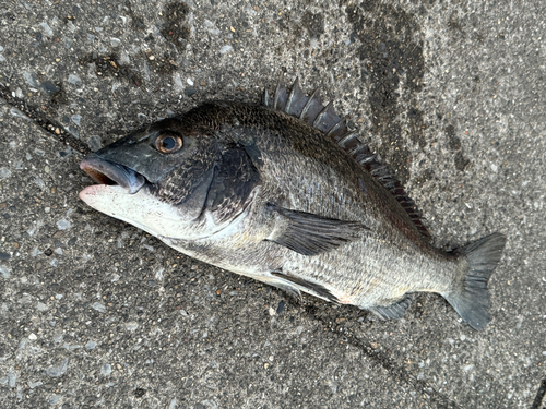 クロダイの釣果