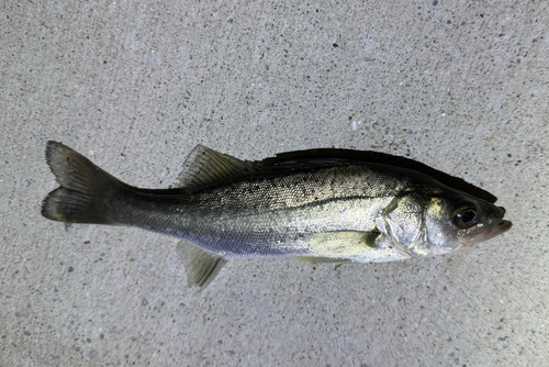 セイゴ（タイリクスズキ）の釣果