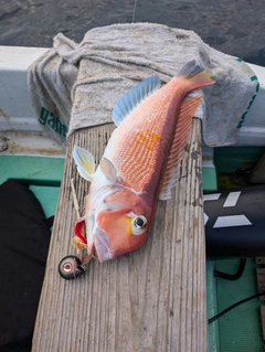 アマダイの釣果