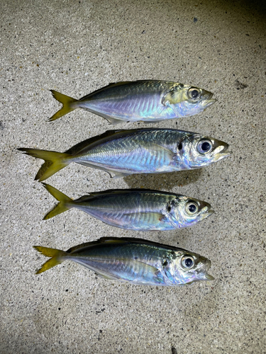 アジの釣果