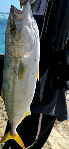 イナダの釣果