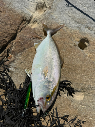 ショゴの釣果