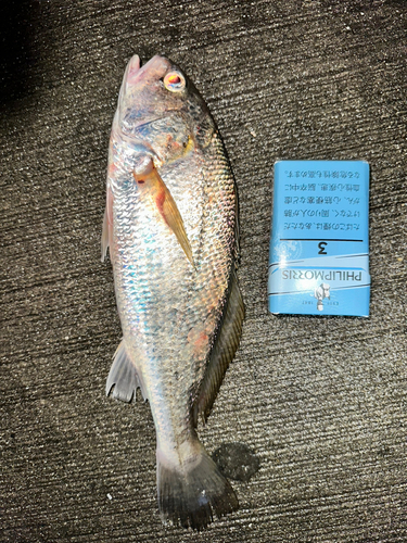 イシモチの釣果