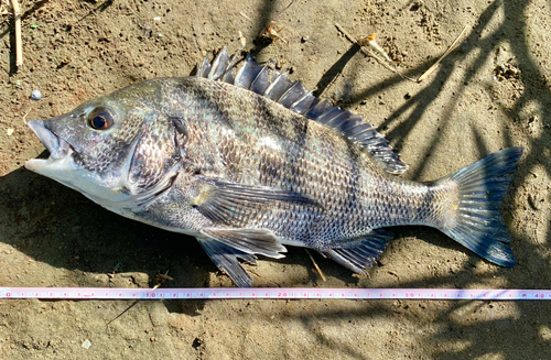 クロダイの釣果