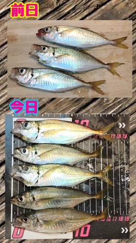 アジの釣果