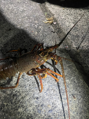 イセエビの釣果