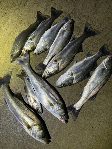 シーバスの釣果