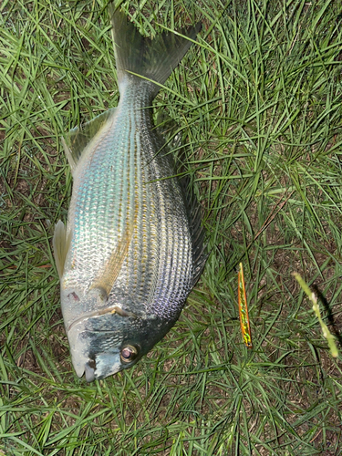 ヘダイの釣果