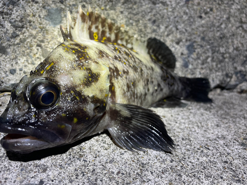 オウゴンムラソイの釣果