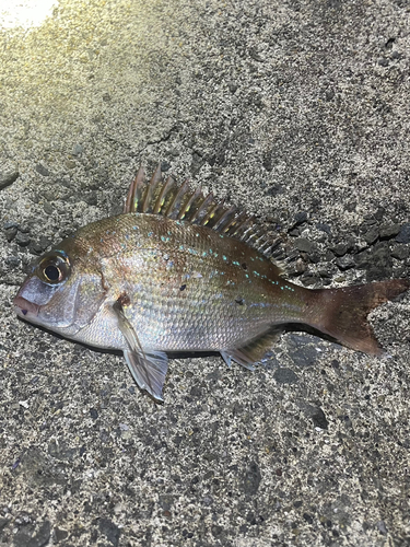 チャリコの釣果