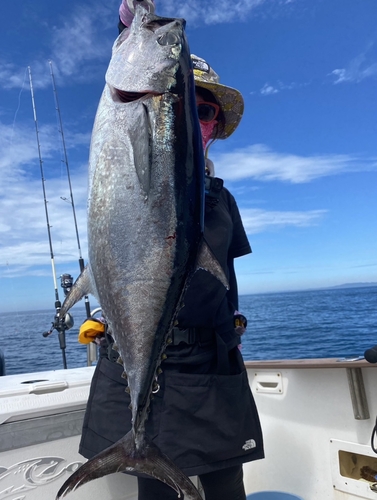 コシナガマグロの釣果