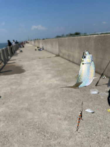 サッパの釣果