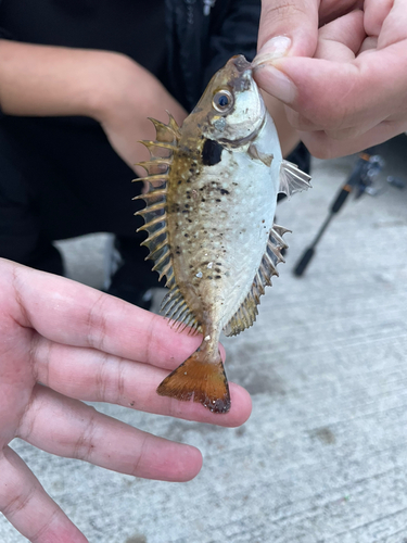 アイゴの釣果