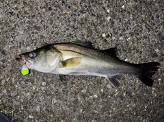 シーバスの釣果