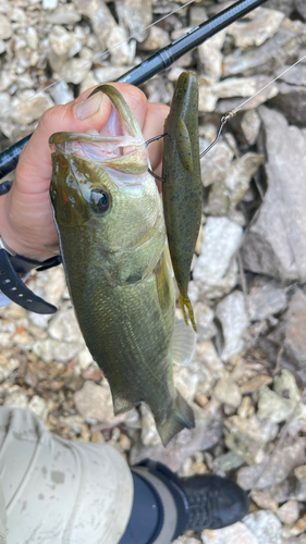 ブラックバスの釣果