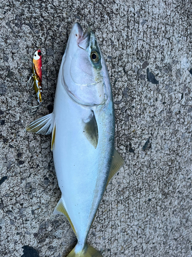 イナダの釣果