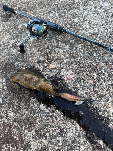 アオリイカの釣果