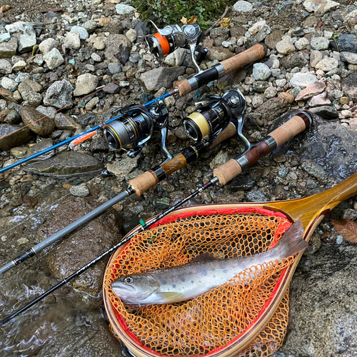 ニジマスの釣果