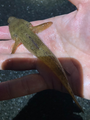 マハゼの釣果