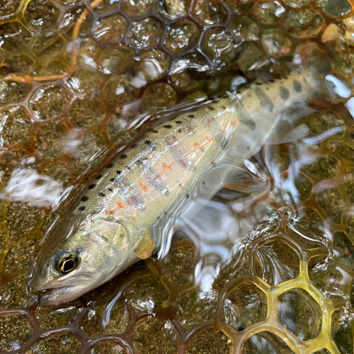 ヤマメの釣果