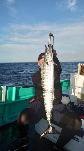 カマスサワラの釣果