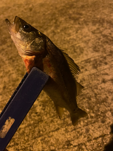 セイゴ（マルスズキ）の釣果