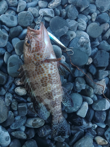 オオモンハタの釣果