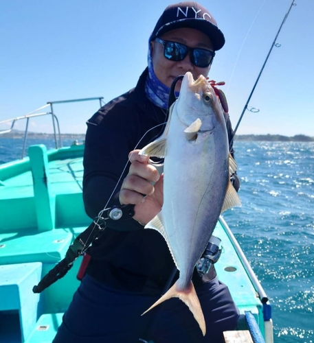 ショゴの釣果