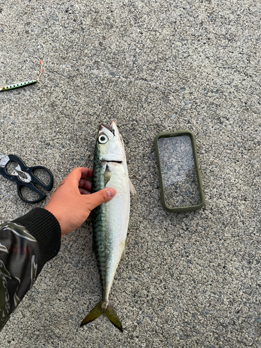 サバの釣果