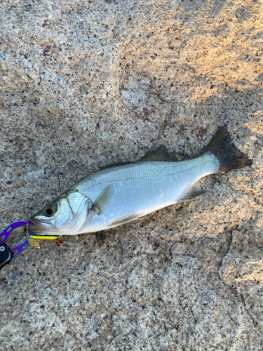 セイゴ（ヒラスズキ）の釣果