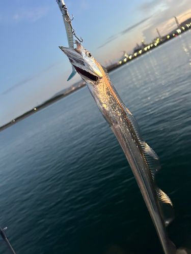 タチウオの釣果