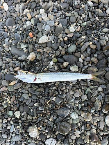 カマスの釣果