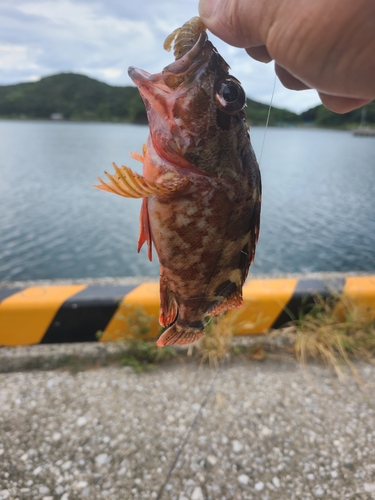 アラカブの釣果