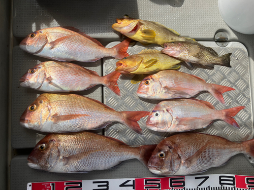 マダイの釣果