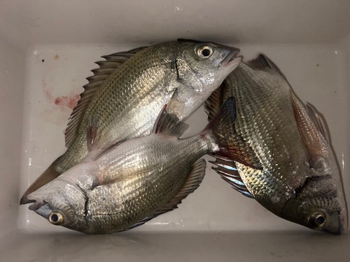 ミナミクロダイの釣果