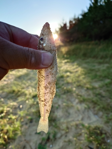 キスの釣果