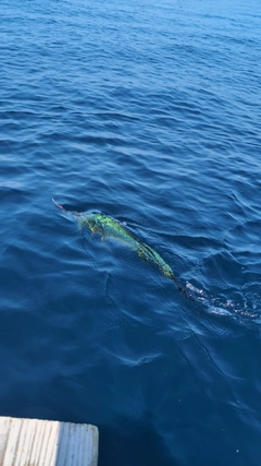 シイラの釣果