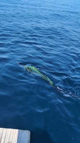 シイラの釣果