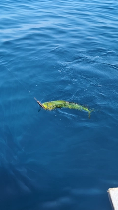 シイラの釣果