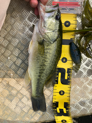 ブラックバスの釣果