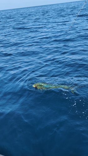 シイラの釣果