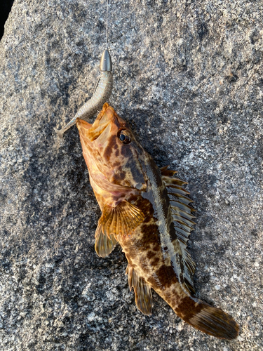 タケノコメバルの釣果