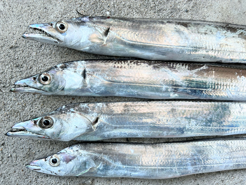 タチウオの釣果