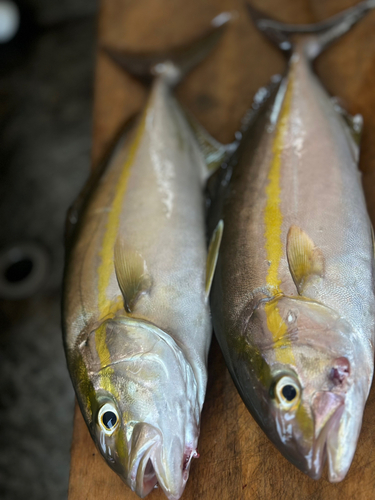 ネリゴの釣果