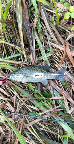 スモールマウスバスの釣果