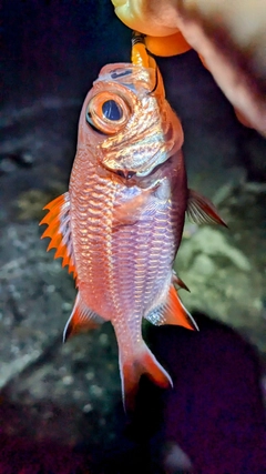 アカマツカサの釣果