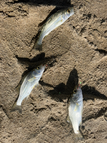 キスの釣果